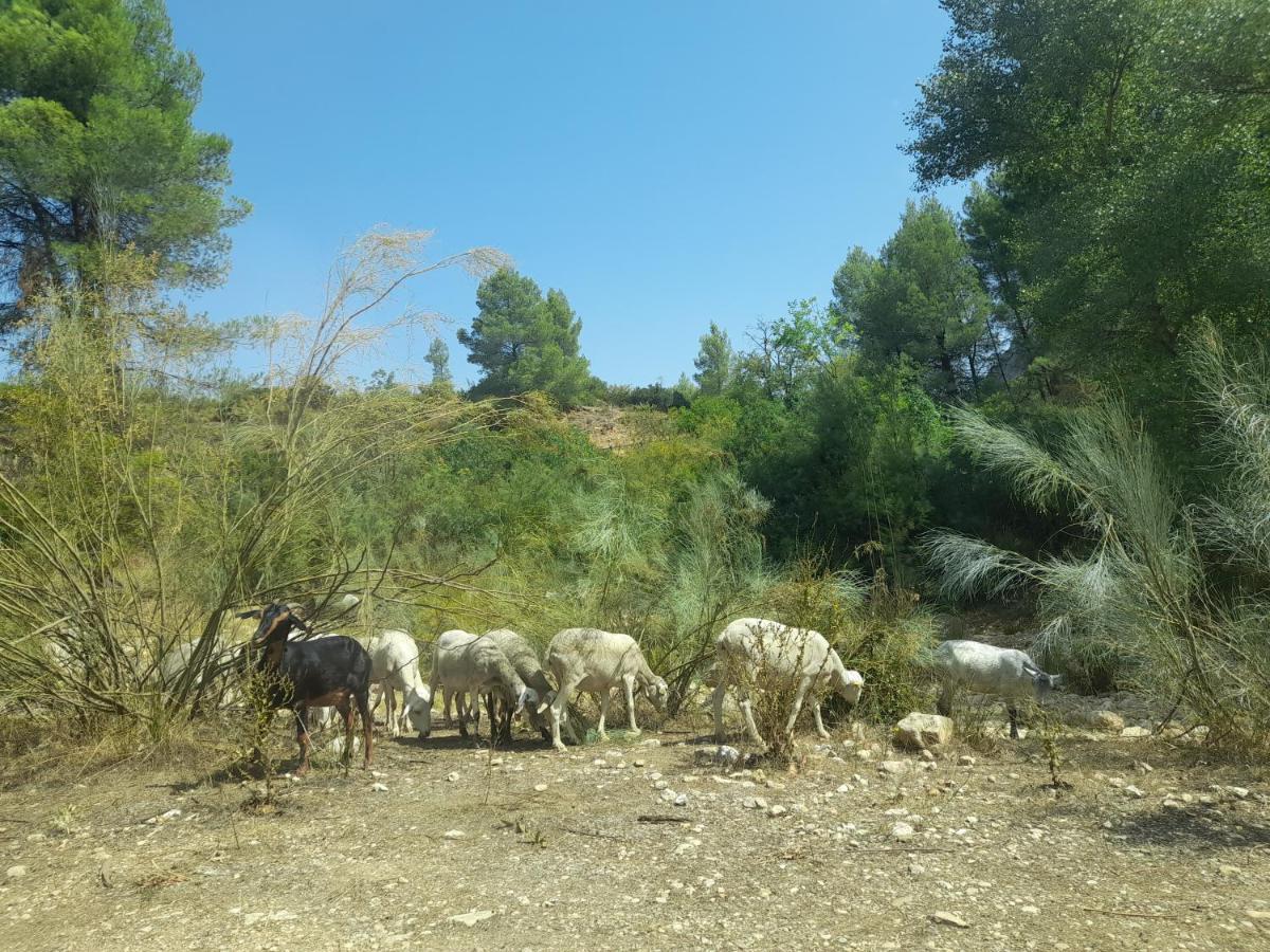 Casa Rural Del Saz Yeste Dış mekan fotoğraf